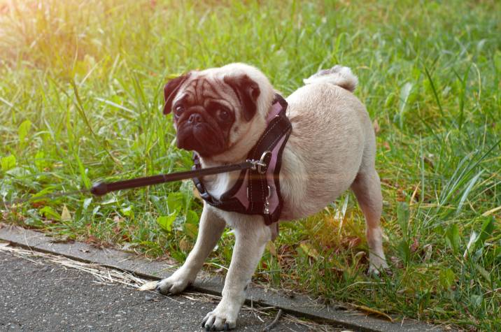 pug refusing to walk and pulling its leash on opposite direction