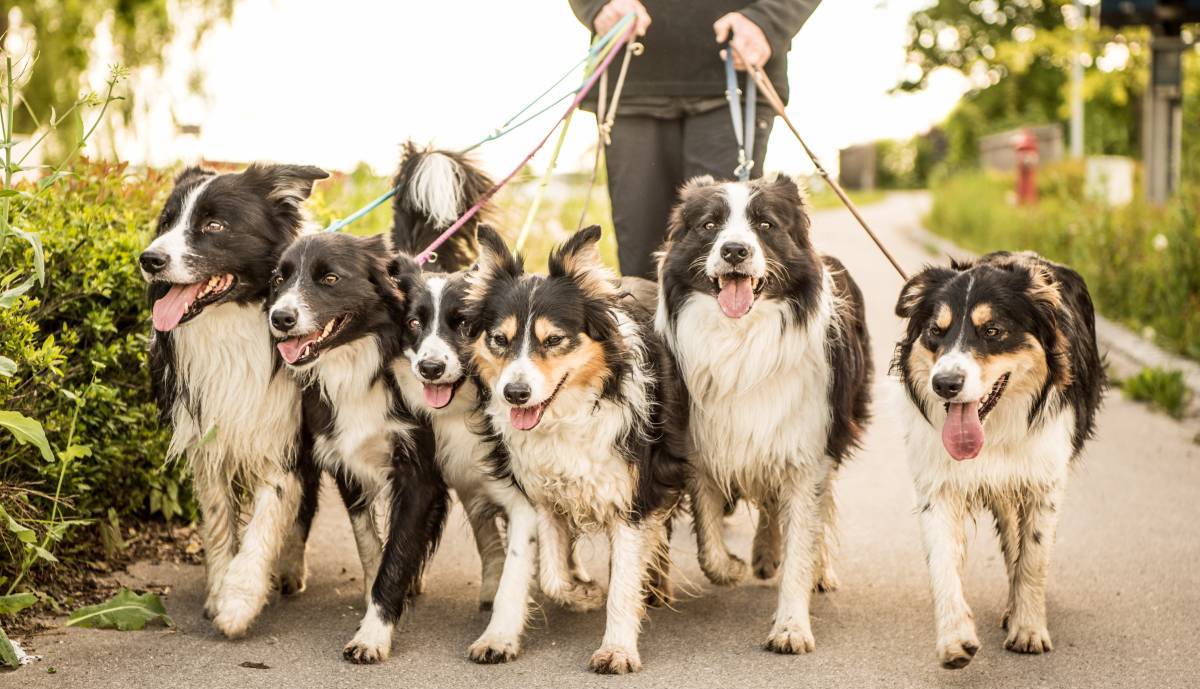 Many dogs. Бордер колли на поводке. Микс много собак. Несколько собак с длинной счастью.