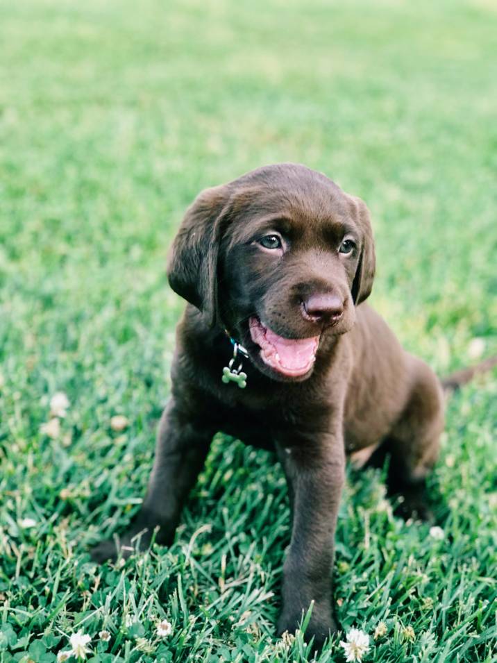 puppy sitting near potty spot on grass