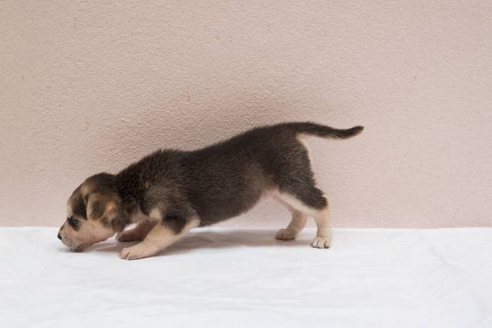 puppy sniffing around to find a potty spot