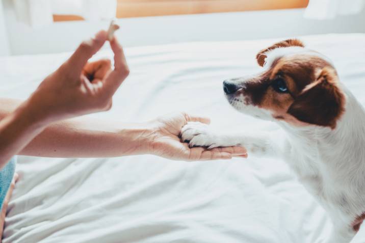 rewarding a puppy with a treat for peeing in the right spot