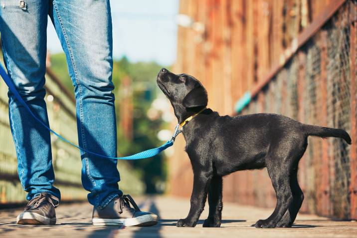 walking a puppy as part of its toilet training routine