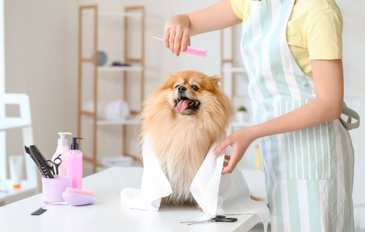 How to a Dog Groomer Airtasker AU