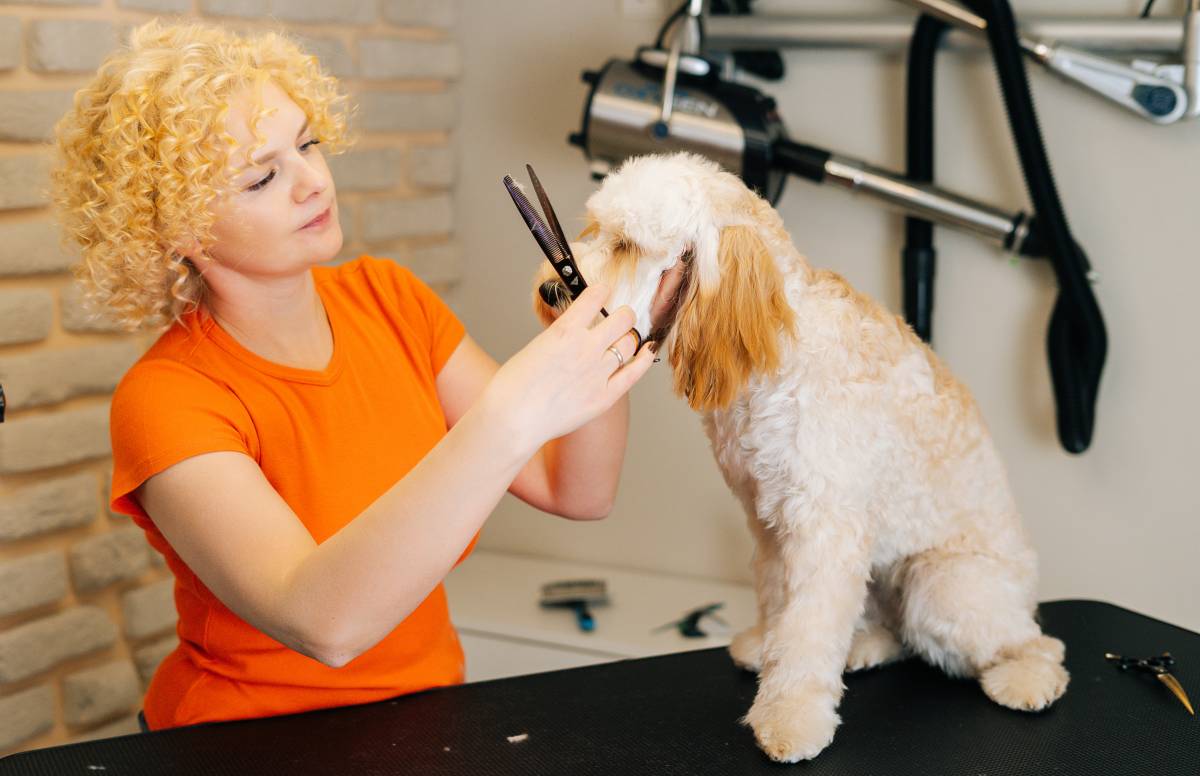 Pet Groomer Salary Airtasker AU