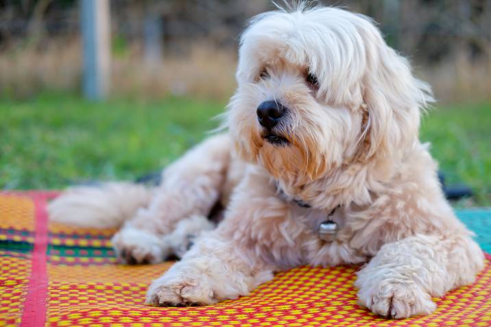dog crouching on mat