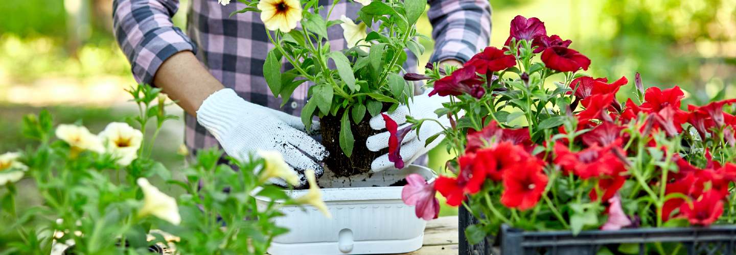 A professional landscape designer working on a beautiful outdoor project, surrounded by lush greenery and colorful flowers.