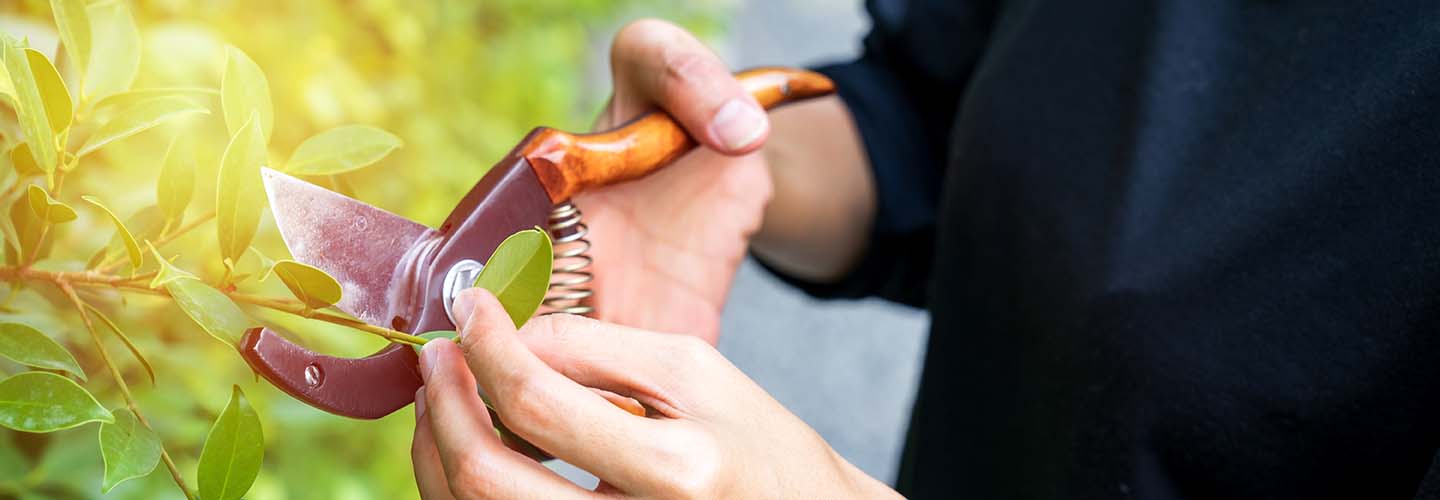 A person trimming a shrub bush with gardening shears in a neatly manicured garden.