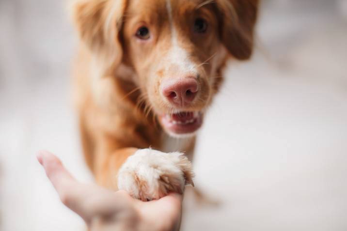 teaching an older dog to shake hands