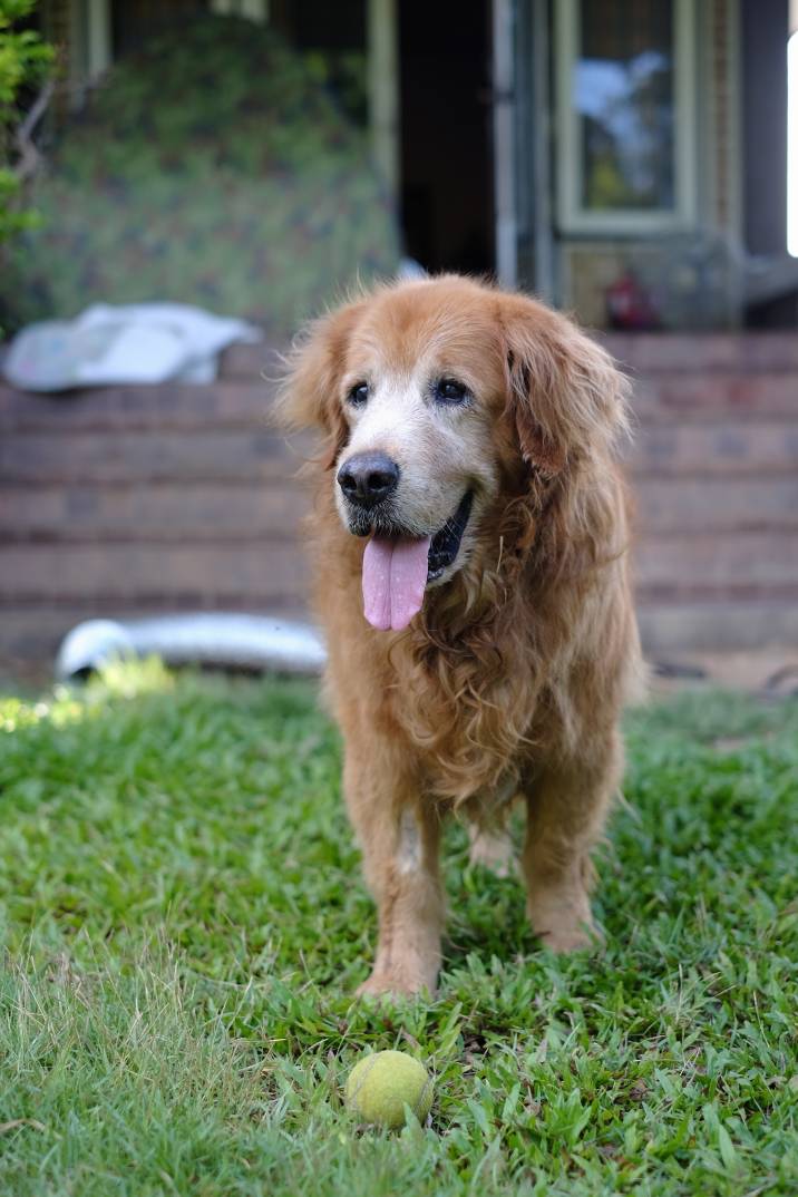 senior dog playing with a ball