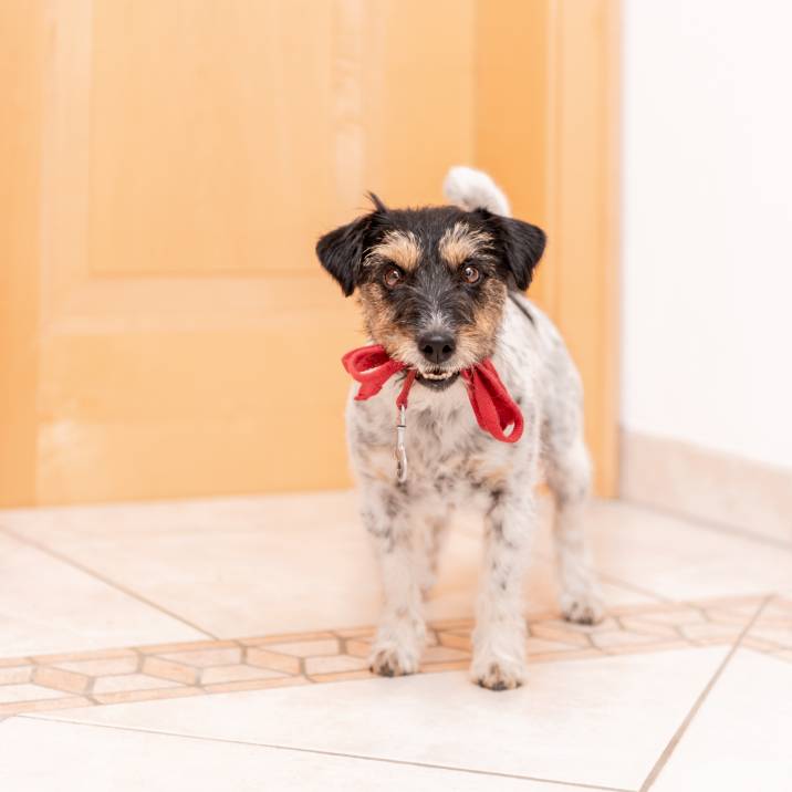 older dog holding its leash