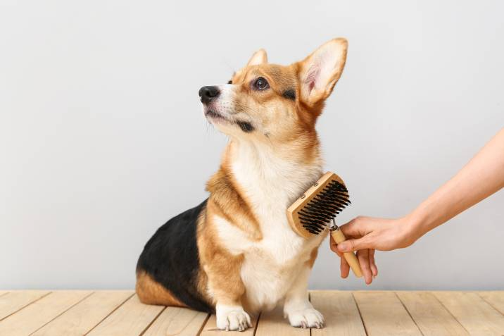brushing a dog's fur