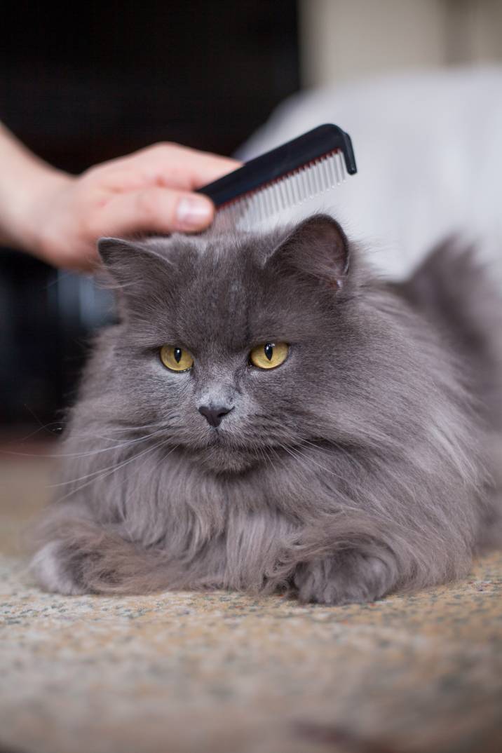 Longhaired Cat Grooming Airtasker UK