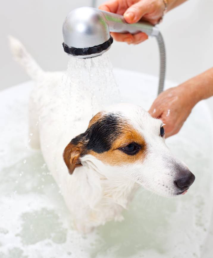 bathing a dog in a bath tub