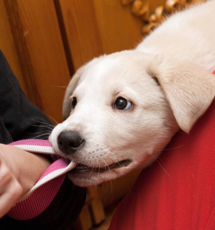 pet owner ignoring puppy biting on sleeve