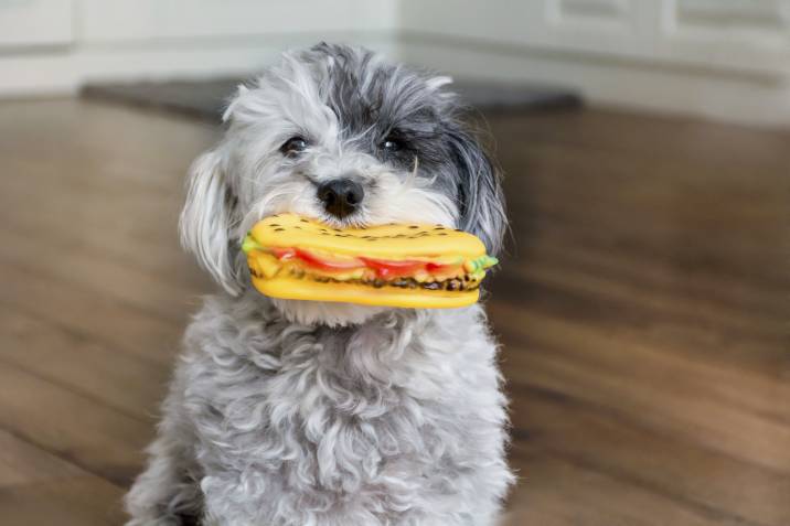 teething puppy holding a toy in its mouth