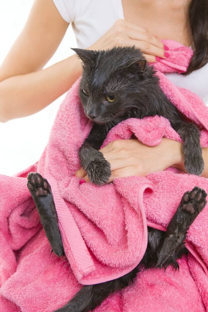 woman calming her cat with a towel wrap
