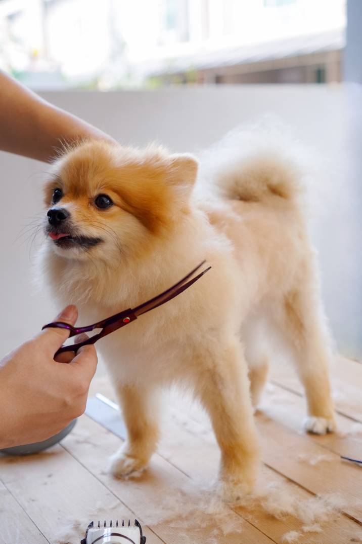 trimming a long-haired dog's fur 