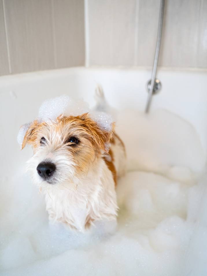 washing a dog in a bubble bath