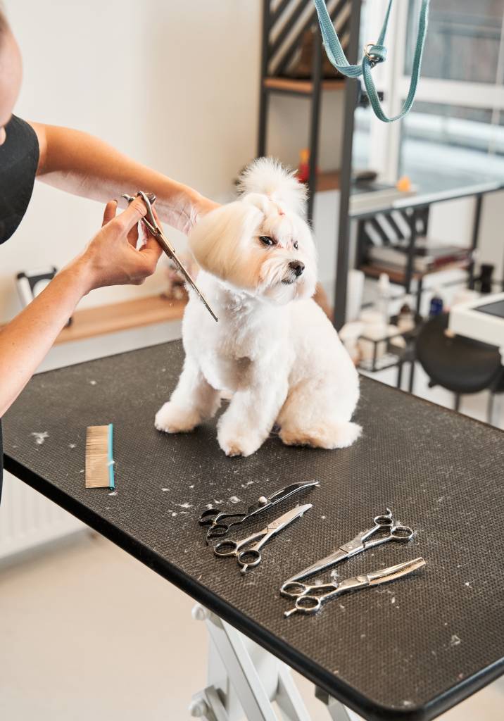 Dog Grooming Tools for Home | Airtasker AU