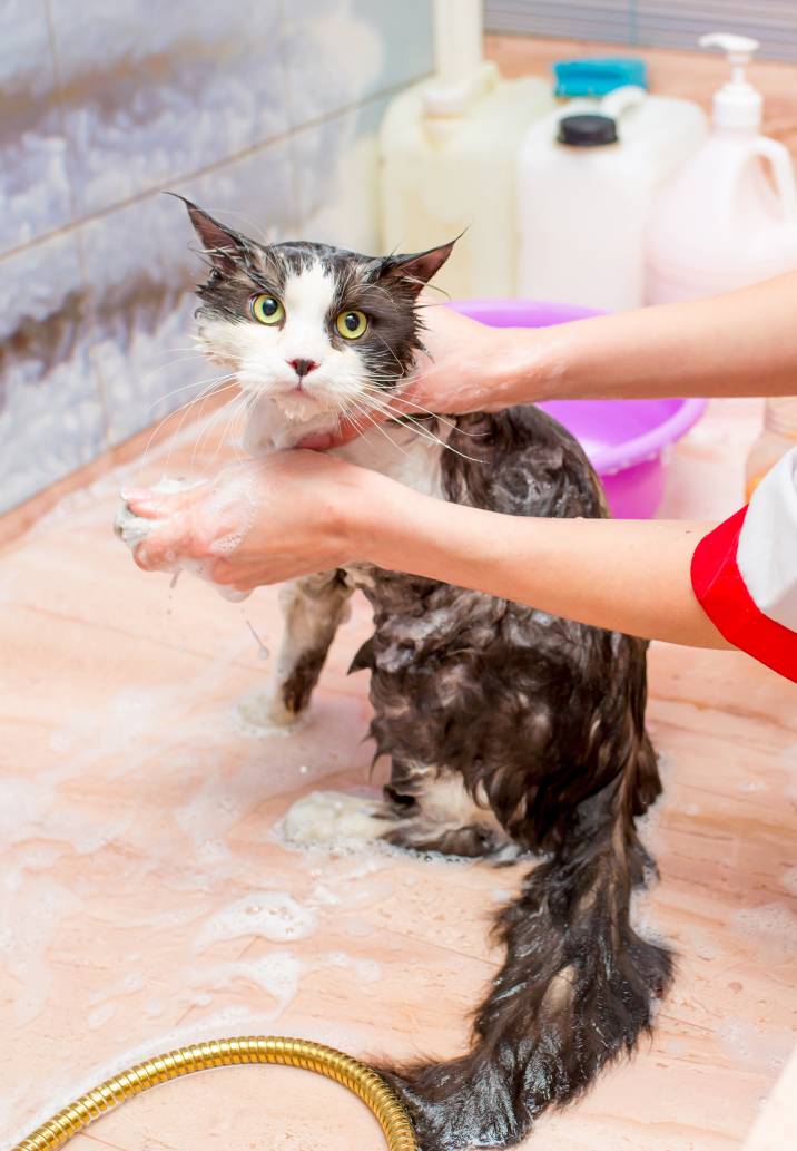 bathing a cat