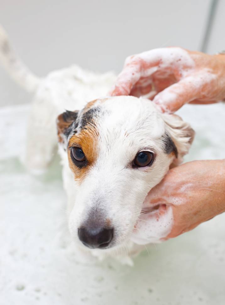 bathing a dog in a bathtub