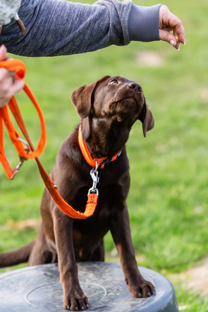 woman training her labrador dog on a field