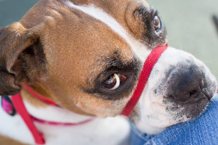 reactive dog wearing gentle leader head collar 