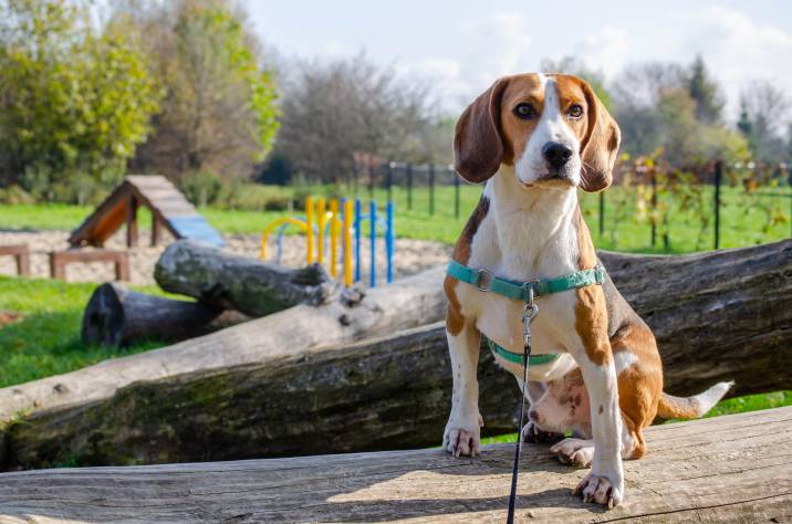 reactive dog wearing easy walk harness across its chest instead of throat