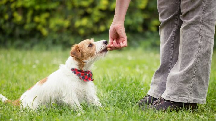 counter conditioning a reactive dog with a treat