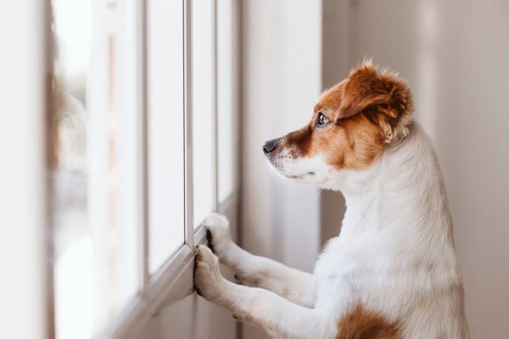 reactive dog looking out the window at passersby