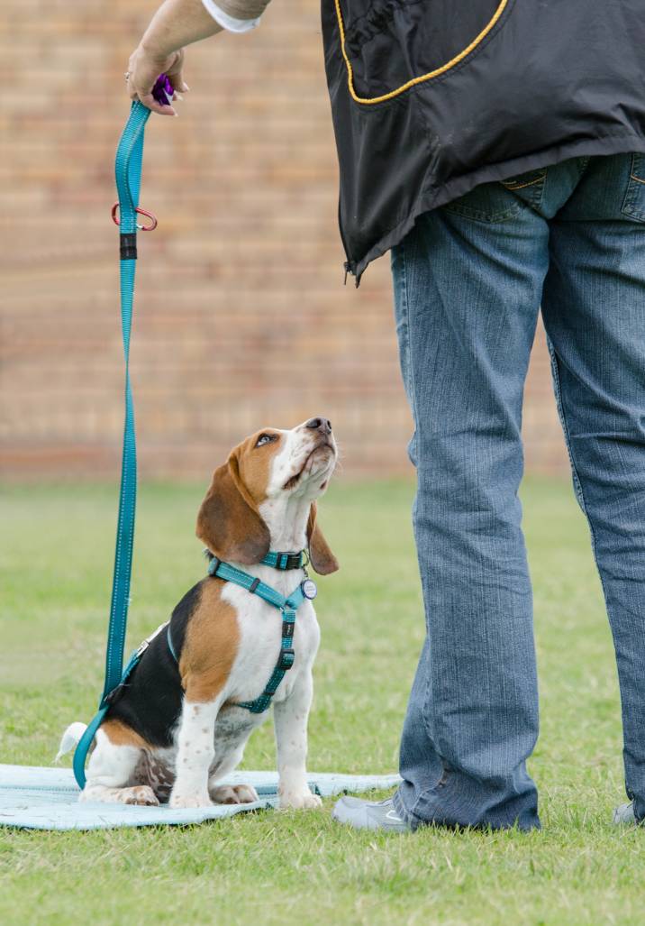 reactive dog being trained in behavior class