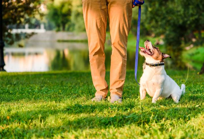 happy and calm dog in the park looking up at its owner