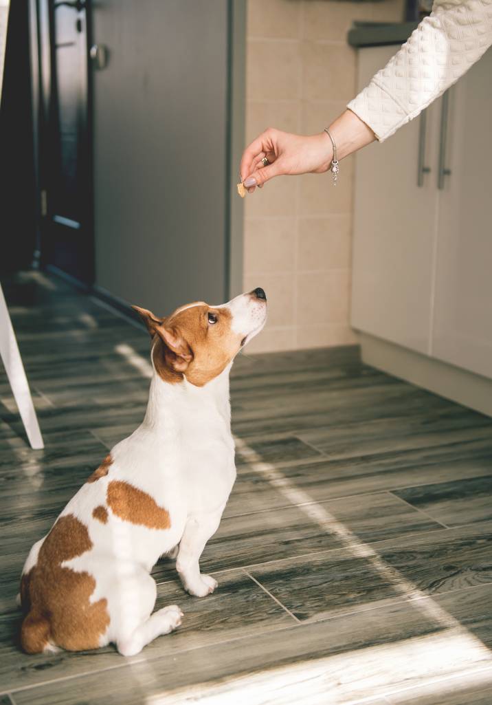 rewarding a dog for obeying the "quiet" command