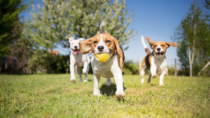 letting a dog socialise with other dogs to curb excessive barking