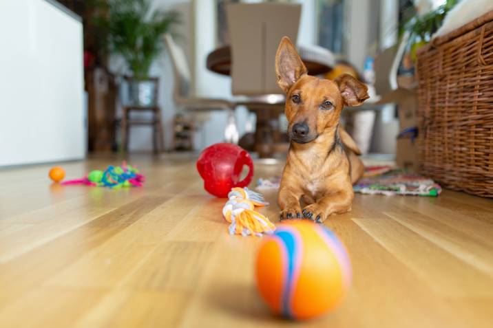 providing dog toys to prevent boredom and excessive barking