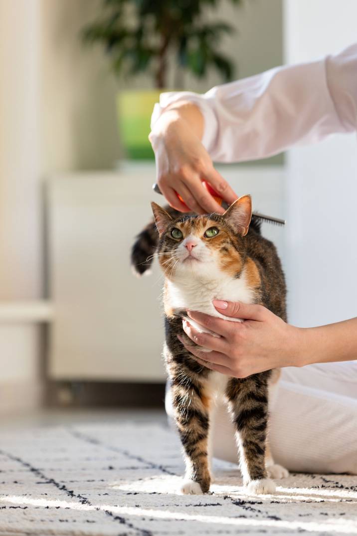 grooming a cat with a comb