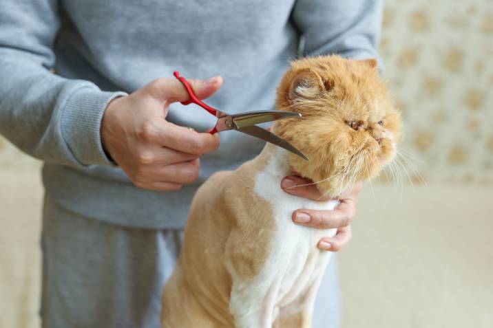 cat groomer trimming a cat's fur