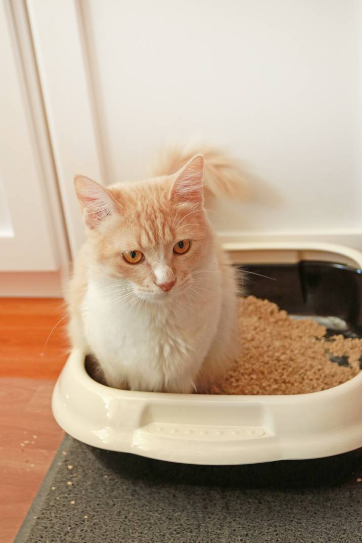 training a cat to use a litter box