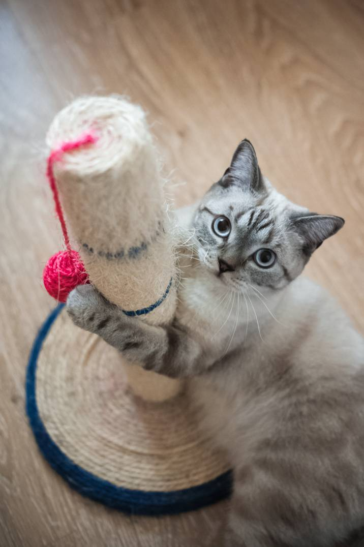training a cat to use a scratching post