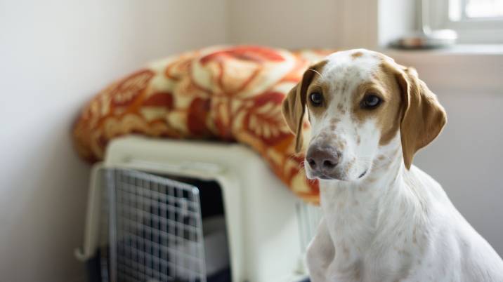 dog sitting near its crate