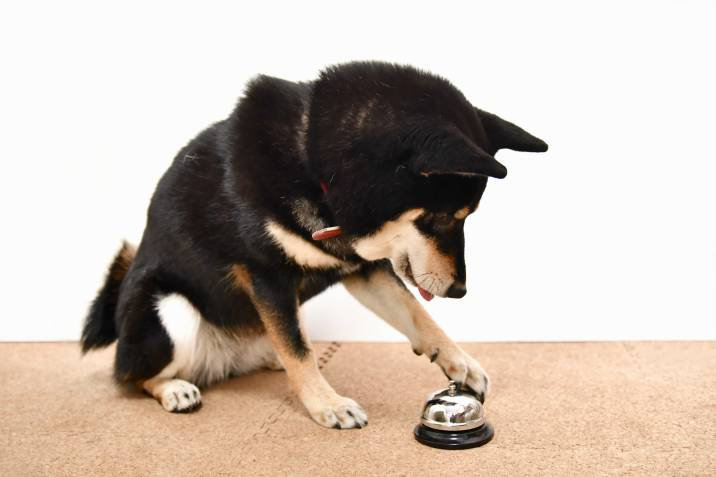 house training a dog with a bell