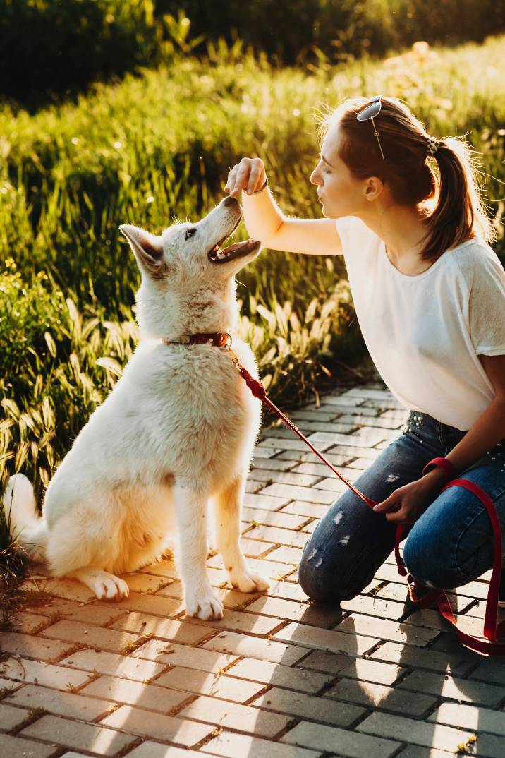 house training a dog using verbal cues and praise