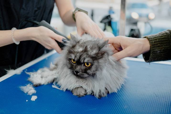 shaving a cat with matted fur