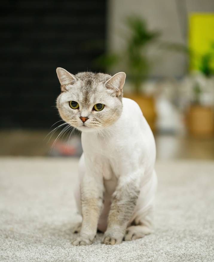 comb cut cat hairstyle
