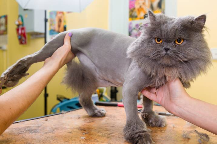 lion cut cat grooming style
