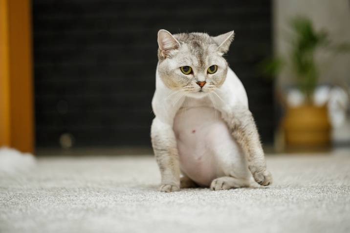 cat with its belly shaved