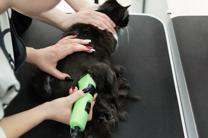 hygiene cut cat grooming style