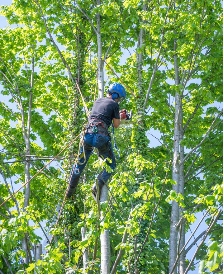 a man cutting off a tree branch