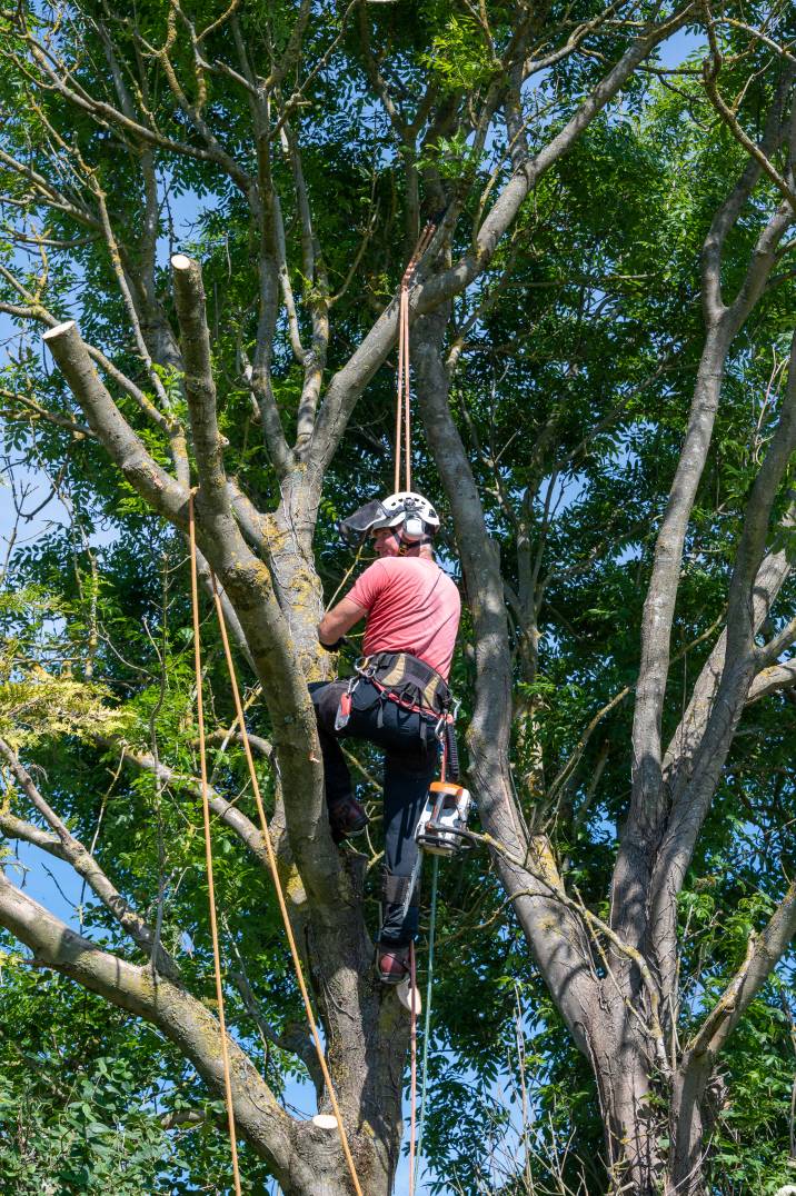 a tree surgeon examining his work