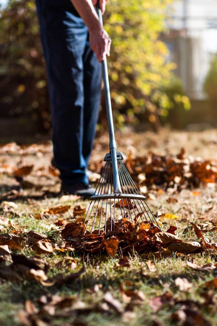 a gardener cleaning up fallen leaves